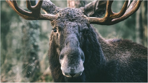 A viral video shows a moose attempting to fight a flagstick on a golf course. Watch the video. What are the reactions? (Credit: Getty Images Creatives)