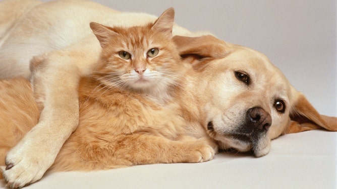 Dog hugging a cat