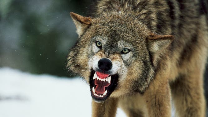 Wolf (Credit: Getty Images Creatives)