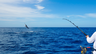 Alabama Angler Lands 550-Pound Swordfish, Set to Smash State Record