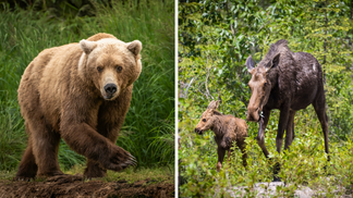 Mama Moose Charges Grizzly Bear to Protect Her Calves: WATCH