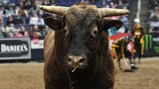 From Training to Retirement, The Bucking Bulls Of PBR Live Like Star Athletes