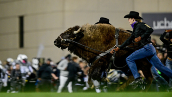 Colorado Mascot Ralphie VI Retires At 5 Due To 'Indifference To Running'