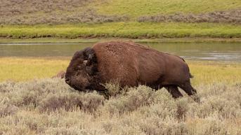 Let's All Laugh At This Moron Being Charged By A Bison At Yellowstone