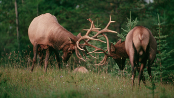 Massive Bull Elk Engage In Roadside Brawl In Colorado: WATCH