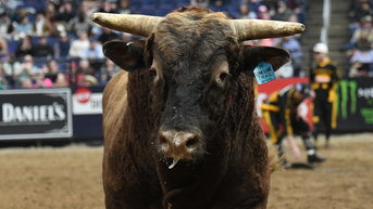 From Training to Retirement, The Bucking Bulls Of PBR Live Like Star Athletes