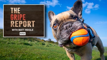 Gripe Report and French Bulldog