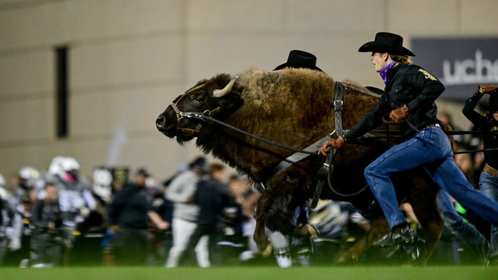 Colorado Mascot Ralphie VI Retires At 5 Due To 'Indifference To Running'