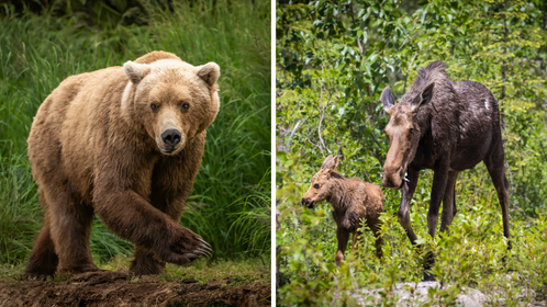 Mama Moose Charges Grizzly Bear to Protect Her Calves: WATCH