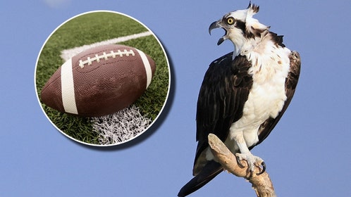 Football and osprey