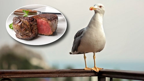 Seagull and steak