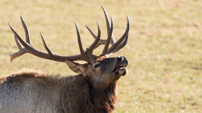Angry Elk Charges Photographer In Crazy Wildlife Video: WATCH