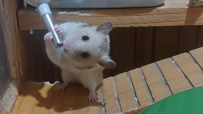 hamstering sex trend