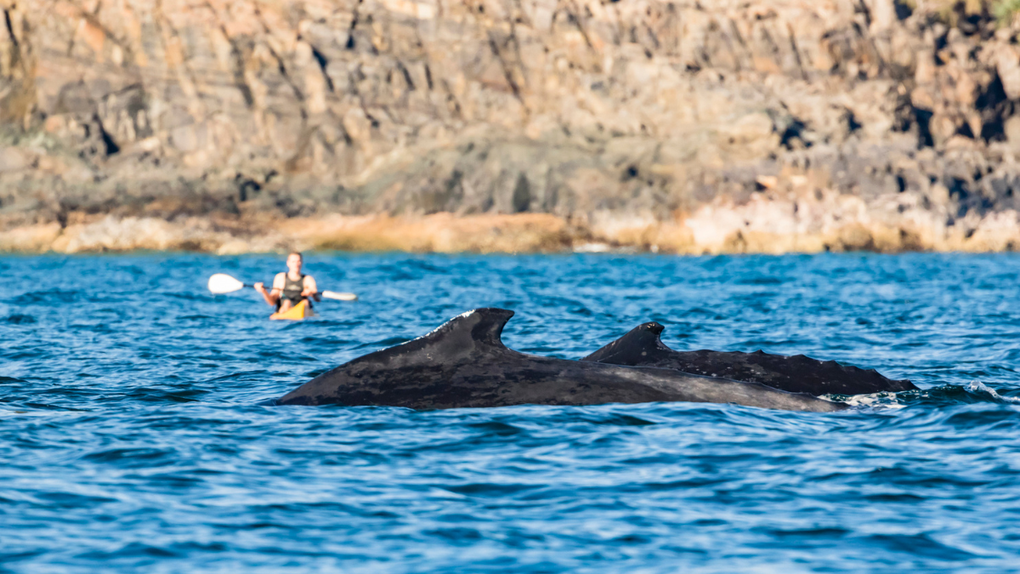 Whale And Calf Put On Jaw-Dropping Show For Shocked Kayakers In Costa Rica: WATCH