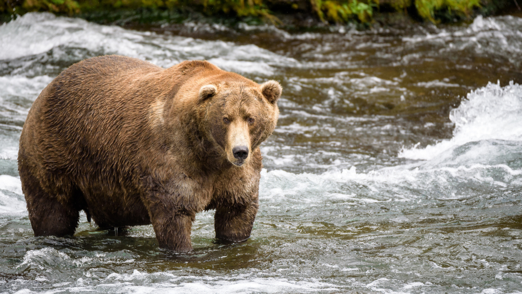 Grazer Is Looking For A Three-peat As Fat Bear Week 2025 Heats Up In Katmai