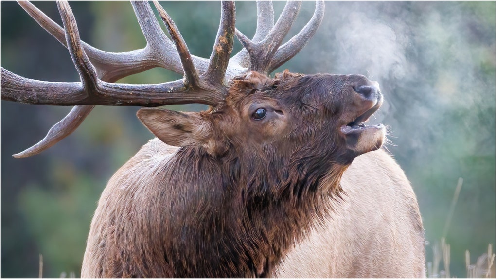 A giant elk was filmed in the wild in Canada. Watch the incredible video. How large can male elk get? (Credit: Getty Images Creatives)