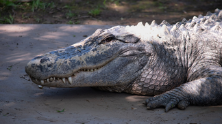 Mississippi Hunters Hook Prehistoric-Looking 14-Foot Alligator: PHOTOS