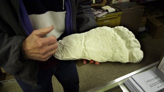 elderly bigfoot caught on camera in vancouver