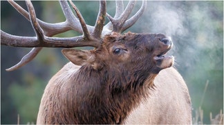 A giant elk was filmed in the wild in Canada. Watch the incredible video. How large can male elk get? (Credit: Getty Images Creatives)