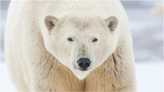 An awesome video shows polar bears living in a Russian research station on the east coast. Watch the footage. Where do polar bears normally live? (Credit: Getty Images Creatives)