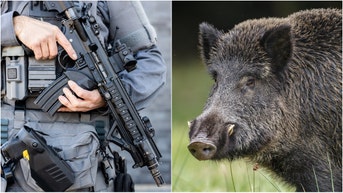 A massive boar was filmed trying to attack a police officer in Florida. Watch the incredible video. (Credit: Getty Images Creatives)