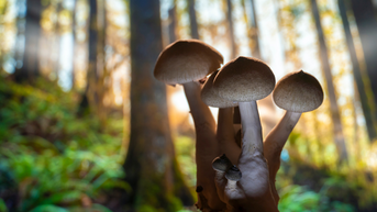 Another Group Of Hikers Gets Too High On Shrooms, Needs Rescue In Catskills