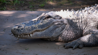 Mississippi Hunters Hook Prehistoric-Looking 14-Foot Alligator: PHOTOS
