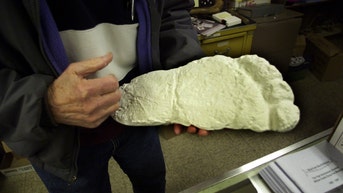 elderly bigfoot caught on camera in vancouver