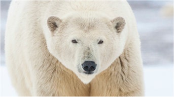 An awesome video shows polar bears living in a Russian research station on the east coast. Watch the footage. Where do polar bears normally live? (Credit: Getty Images Creatives)