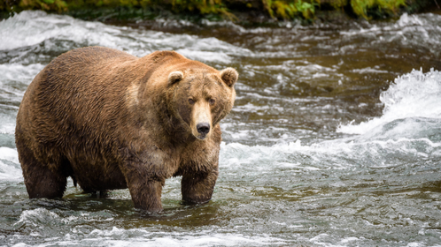 Grazer Is Looking For A Three-peat As Fat Bear Week 2025 Heats Up In Katmai