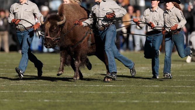 Colorado Buffaloes Debuting Latest Mascot, Ralphie VII