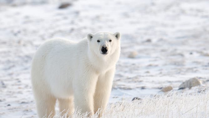 Massive Polar Bears Caught On Video In Unexpected Place, Footage Is Awesome: WATCH