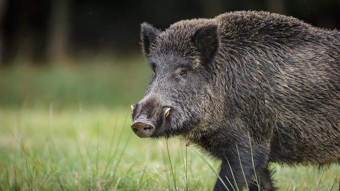Massive Boar Attacks Cop In Crazy Body Camera Footage: WATCH