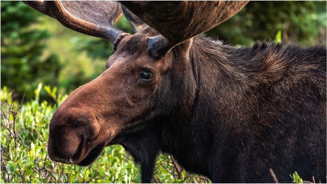 Extremely Rare Animal Captured On Camera, Photos Are Insane