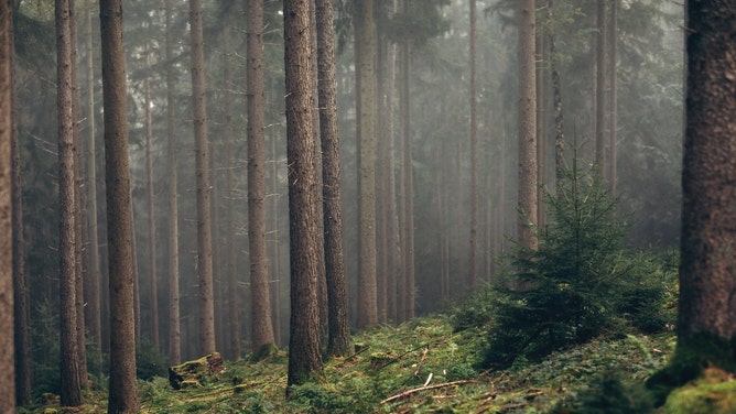 outkick reader bigfoot stories