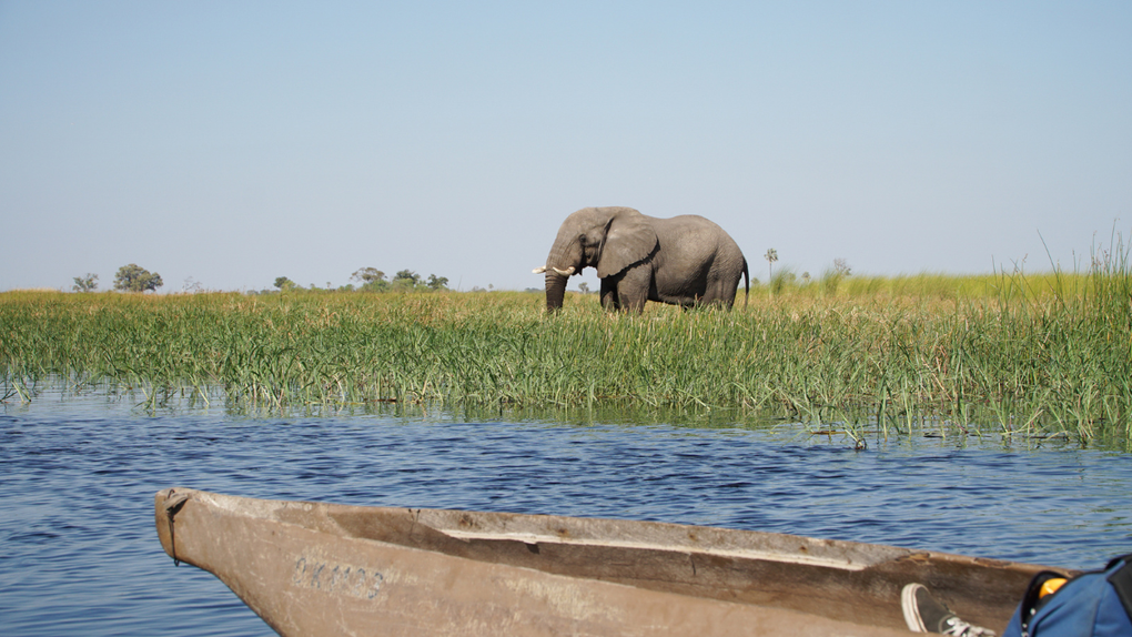Elephant Charges Tourists, Flips Canoes In Terrifying Safari Video: WATCH