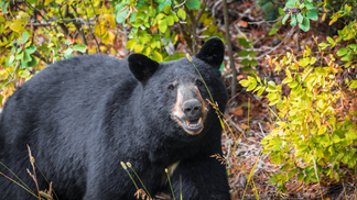 Black Bear Helps Himself To Refrigerator, Politely Lets Himself Out Through Garage: WATCH