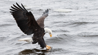 Bald Eagle Snags Massive Trout And Muscles It To Shore: WATCH