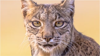 White Iberian Lynx caught on camera. (Credit: Getty Images Creatives)