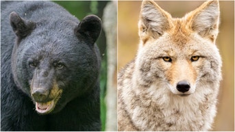 A crazy video shows coyotes hunting a black bear at a Walmart in Canada. Watch the footage. Are coyotes dangerous? (Credit: Getty Images Creatives)