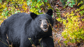 Black Bear Helps Himself To Refrigerator, Politely Lets Himself Out Through Garage: WATCH