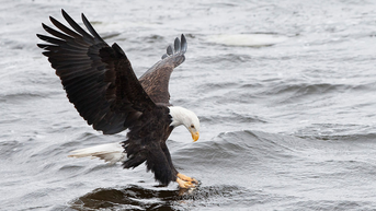 Bald Eagle Snags Massive Trout And Muscles It To Shore: WATCH