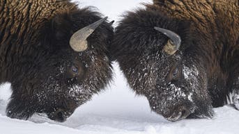 Bison (Credit: Getty Images Creatives)
