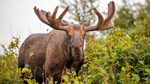 Hiker Ducks Behind Tree As Giant Bull Moose Charges Right Toward Him: WATCH