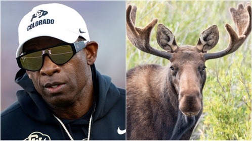 Colorado coach Deion Sanders claimed he doesn't know what moose are. Watch a video of his comments. What is the difference between moose, elk and deer? (Photo by Ron Jenkins/Getty Images and Getty Images Creatives)