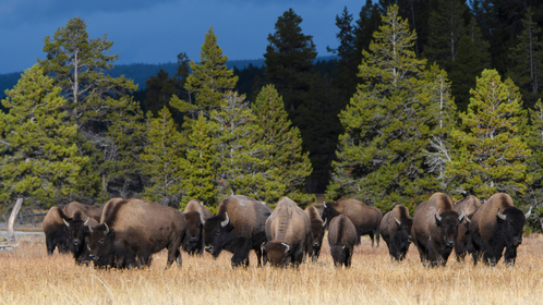 Yellowstone Campers Get Unexpected Visit From Hundreds Of Bison: WATCH