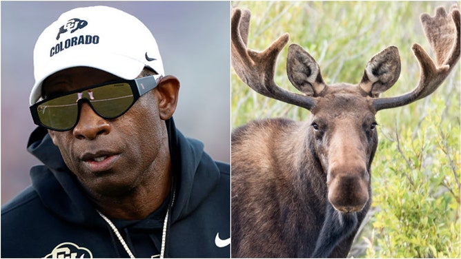 Colorado coach Deion Sanders claimed he doesn't know what moose are. Watch a video of his comments. What is the difference between moose, elk and deer? (Photo by Ron Jenkins/Getty Images and Getty Images Creatives)