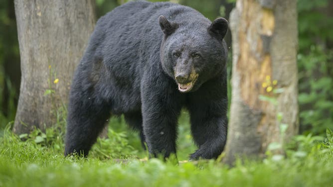 Coyotes Hunt A Black Bear.....At A Walmart: WATCH