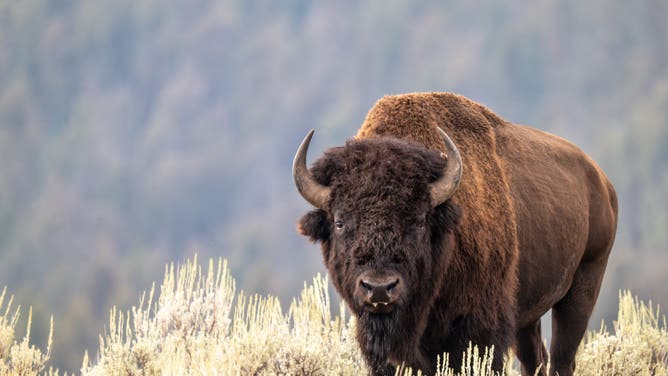 Majestic Video Shows Bison Covered In Snow During Blizzard: WATCH