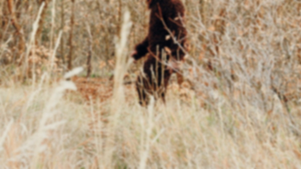 Bigfoot sighting by trucker in Texas